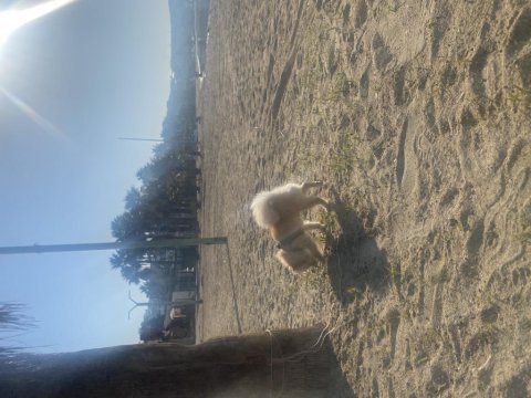 1 yaş pomeranian acil şehir değişikliği yapacağım için