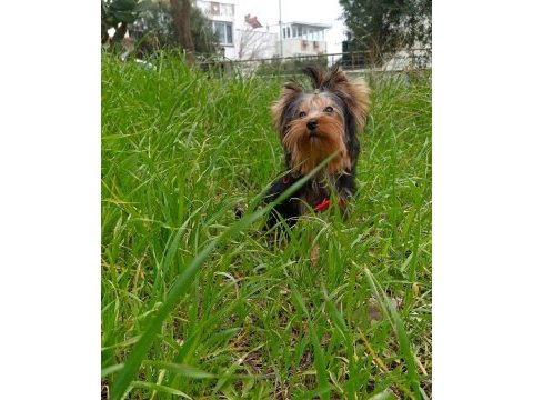 Yorkshire terrier ve biweryork yavrular