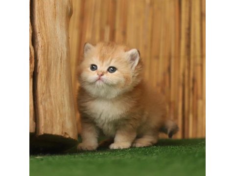 Anne baba şecereli golden british shorthair