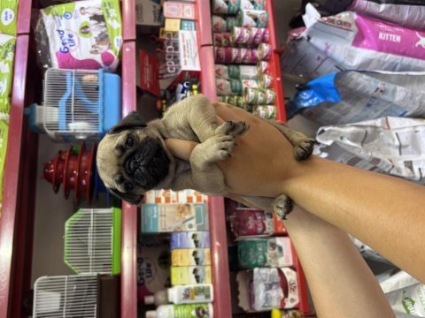 Zeki tatlı pug yavrularımız