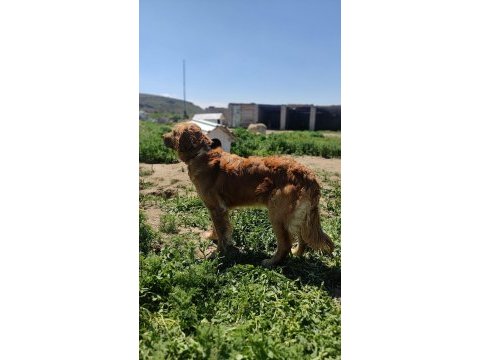 Bebek yüz golden retriever bebekler