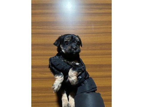 3 aylık kilo garantili morkie aşılı yavru