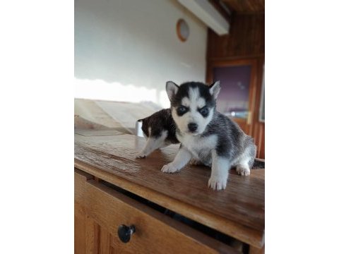 Ayrancı mahallesinden mavi gözlü husky yavruları