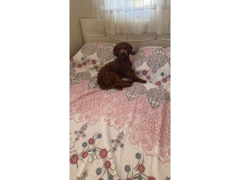 Bal kızımın poodle yavruları