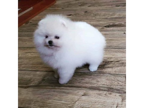 Pomeranian boo yavruları