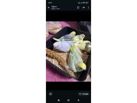 Evde baktığım muhabbet kuşları
