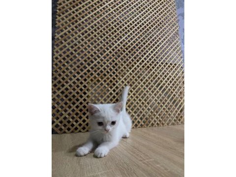 Pamuk beyazlığında brıtısh shorthair