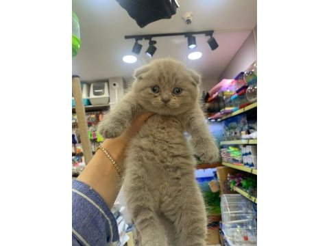2 aylık scottish fold yavrular