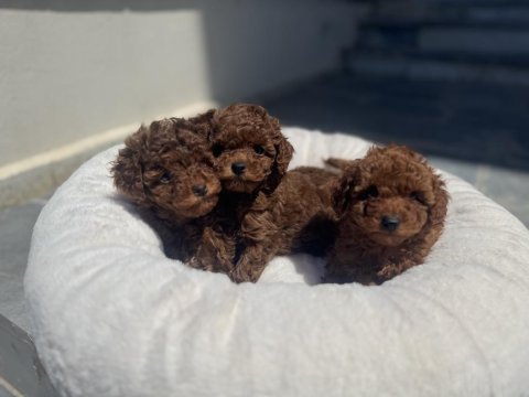 Yasal ruhsatlı çiftlikten toy poodle yavrularımız