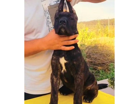 Secereleri dolu dolu yavrular cane corso