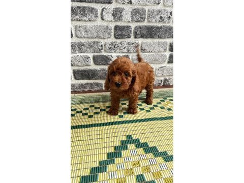 En güzelinden toy poodle