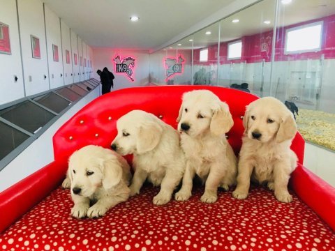 Golden retriever yavrularımız