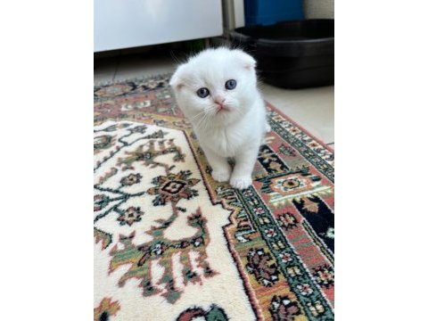 Safkan duman british erkek