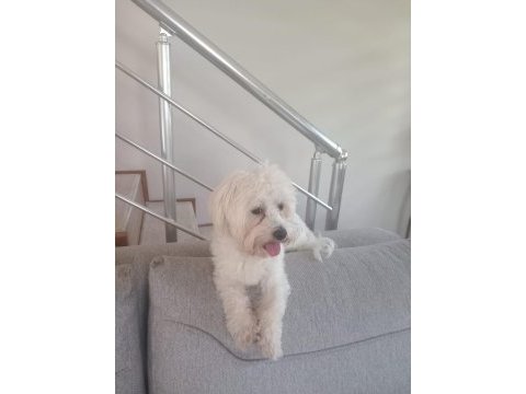 Erkek 2.5 yaşinda köpeğimiz (uysal)
