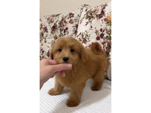 Red dişi maltipoo