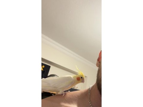 Full evcil sultan papağanı