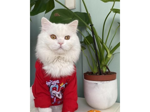 British longhair odin