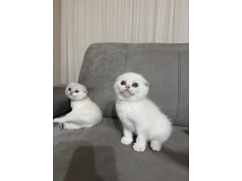 Scottish fold yavru