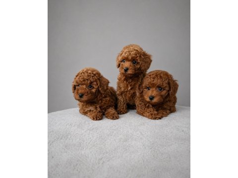 Kaliteli toy poodle yavruları