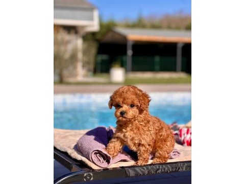 Tea cup poodle yavruları
