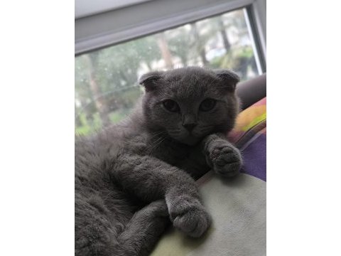 Scottish fold dişi 4 aylık