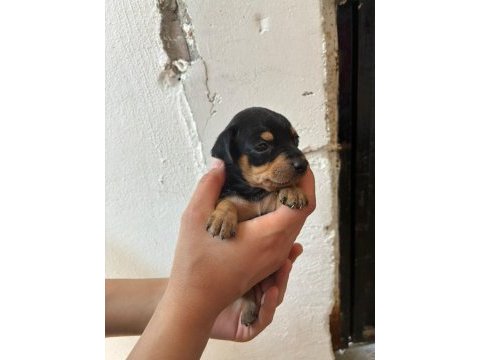 Minyatür pinscher safkan