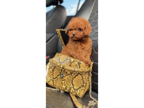 Toy poodle safkan
