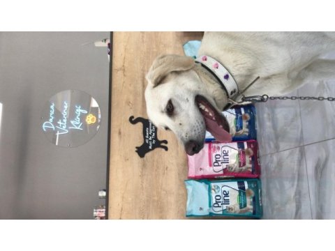 Labrador köpeğimiz sütlaç için yuva