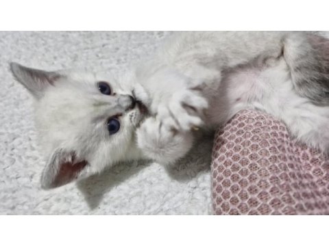 Bursa yavru british shorthair kedimiz