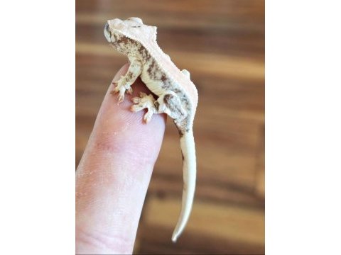 Crested gecko üst kalite