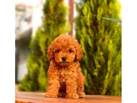 Red toy poodle yavrular