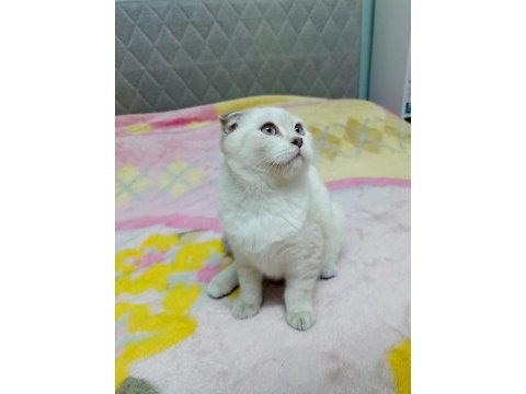 Sıfır kulak scottish fold