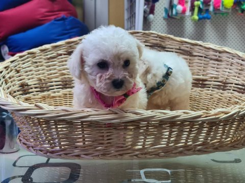 Orjinal bichon frise yavrularımız