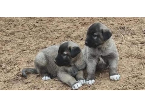 Yurt dışı yurt içi her yere kangal gönderim sağlanır