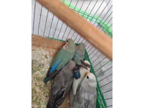 Yavru sevda papağanları