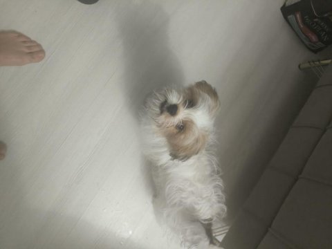 4 aylık erkek köpeğimiz pede wc eğitimi var