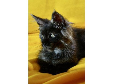 Kalitenin adresi big claw maine coon
