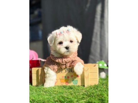 Tea cup kar beyaz maltese terrier yavrular
