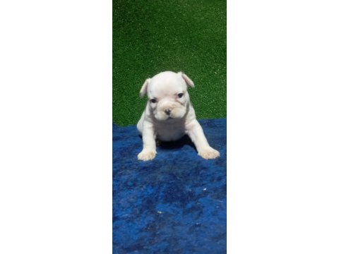 French bulldog yavrular ırk sağlık garantili