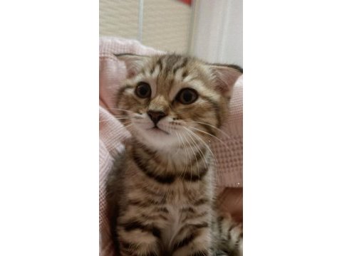 Scottish fold kırık kulak