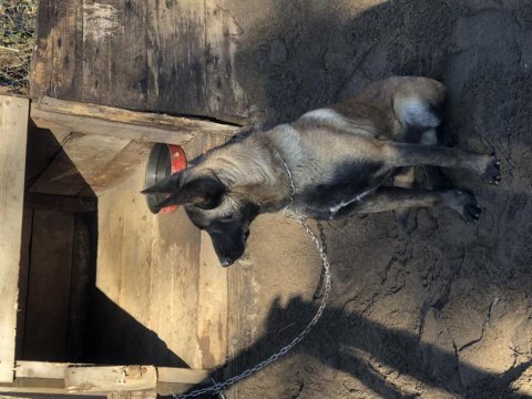 Belçika malinois erkek