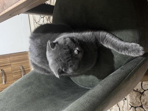 Gece british shorthair