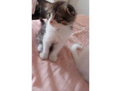 Scottish fold
