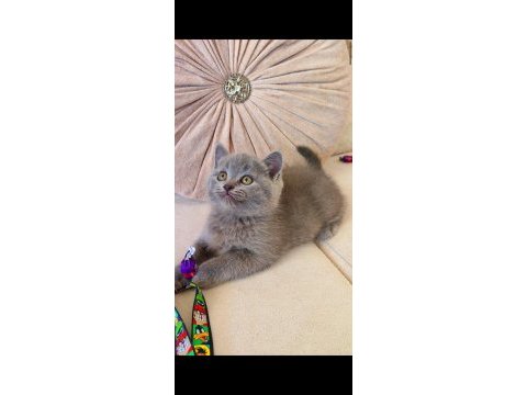 Gri lilac dişi erkek yavru kediler
