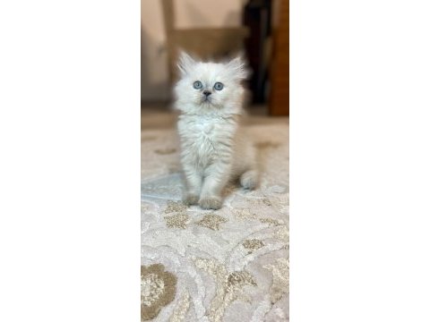 Teslime hazır 60 günlük british longhair dişi