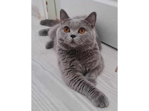 Safkan british shorthair
