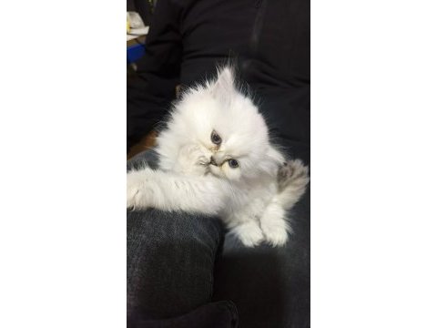 Dişi 2 aylık british longhair