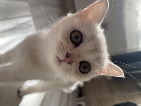 Sliver yavru british shorthair