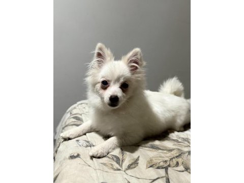 Pomeranian uygun 2.5 aylık