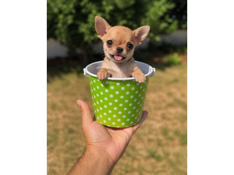 Irk ve sağlık garantili mini teacup bardak köpekler